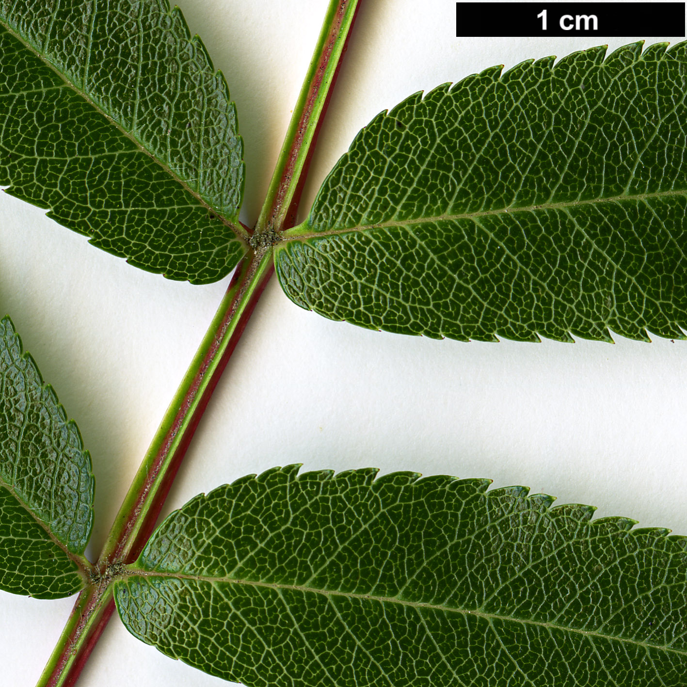 High resolution image: Family: Rosaceae - Genus: Sorbus - Taxon: commixta - SpeciesSub: var. rufoferruginea